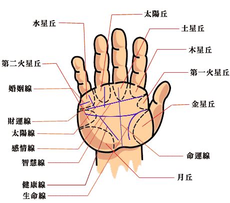 指節紋|掌紋 (手掌上的紋線):掌紋的觀察,手相,診斷,指紋,